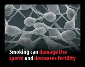 Guernsey 2011 Health Effects sex -bio image, damage sperm and decrease fertility